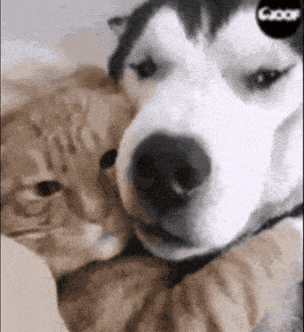 Always And Forever I Love You GIF