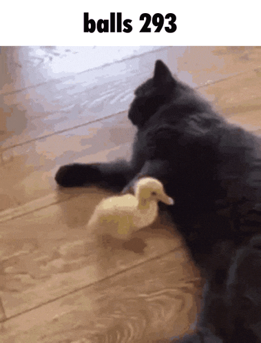 Balls 293 GIF