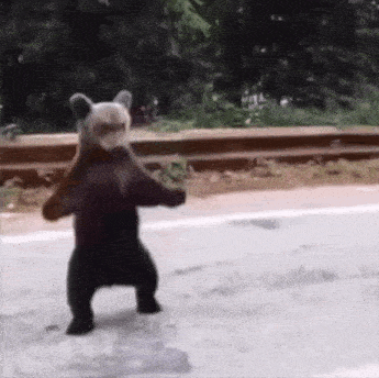 Bear Dance GIF