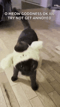 Black Cat GIF
