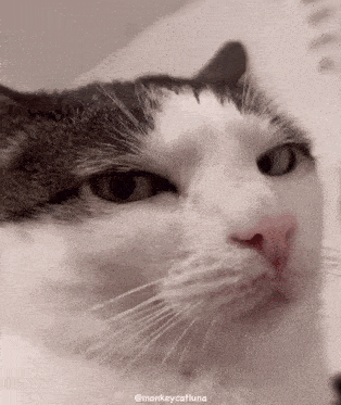 Bored Cat GIF