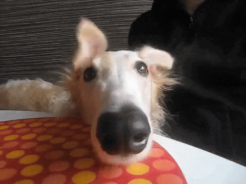 Borzoi Ear GIF
