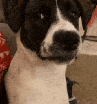 Cachorrinho GIF