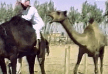 Camel Fail GIF