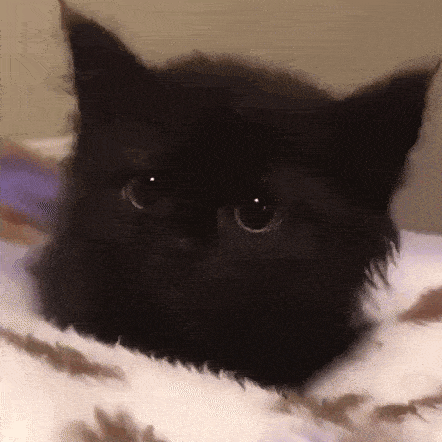 Cat Baby Kitty GIF