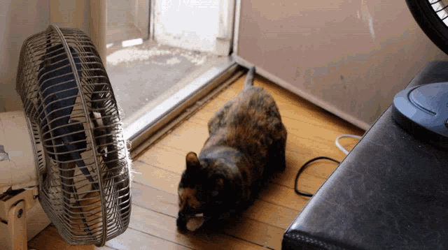 Cat Barrel Roll GIF