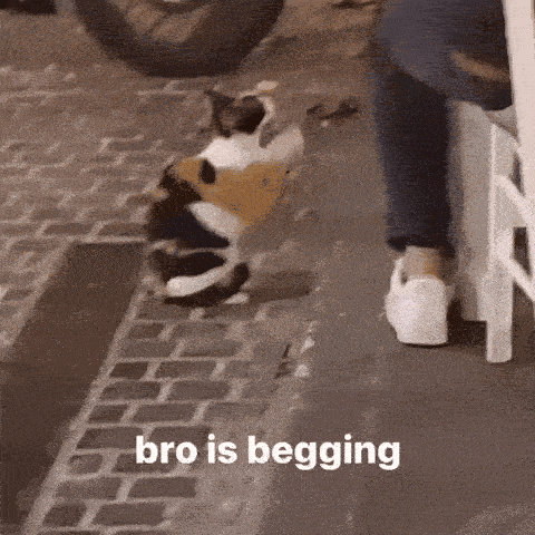 Cat Begging GIF
