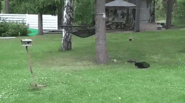 Cat Chasing Squirrel GIF