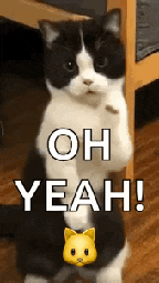 Cat Dance Dancing Cat GIF
