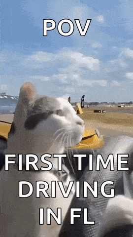 Cat Drift GIF