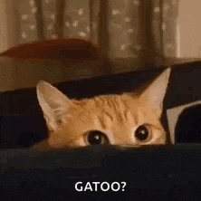 Cat Ears Cat Eyes GIF
