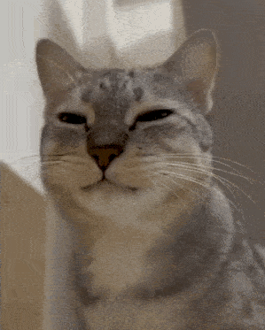 Cat Eating Gif