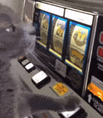 Cat Gambling GIF