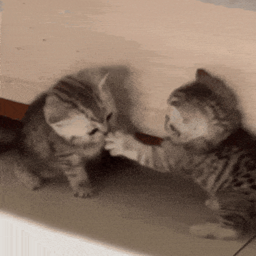 Cat Kitten GIF