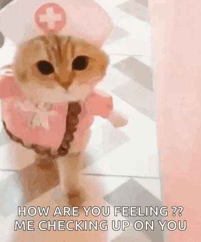 Cat Kitty GIF