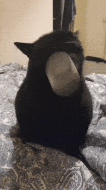 Cat Meme Katta GIF