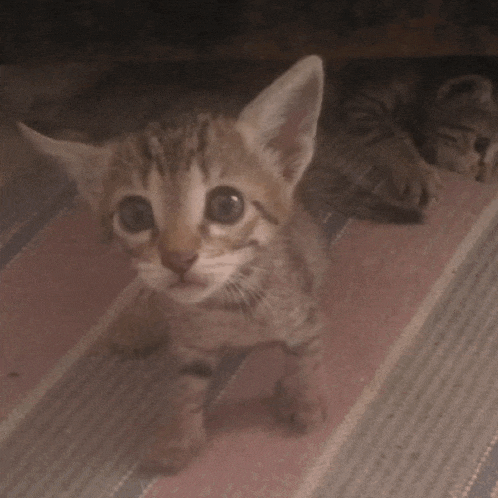 Cat Meme Stan Twt Meme GIF