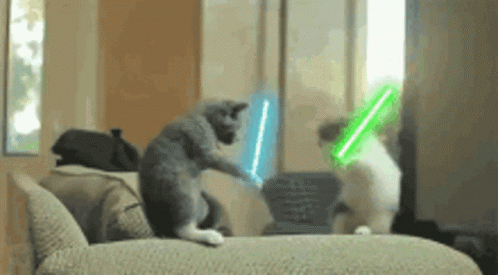 Cat Meme Star Wars GIF