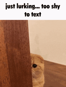 Cat Meme Too Shy GIF