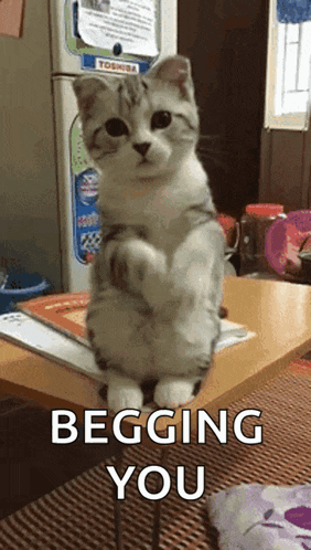 Cat Please GIF
