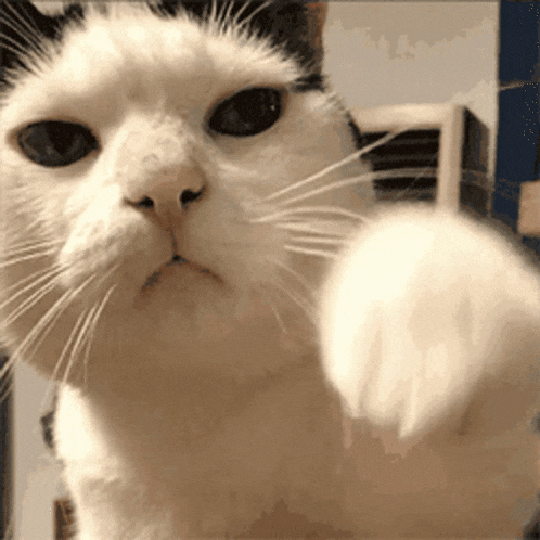Cat Punch GIF