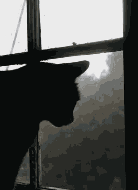 Cat Rain GIF
