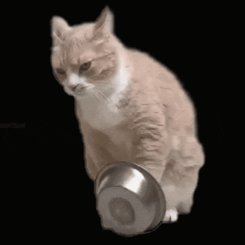 Cat Shaking Bowl Cat Begging GIF