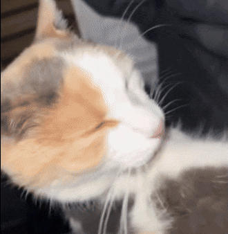 Cat Side Eye GIF