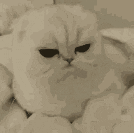 Cat Stare Cat GIF