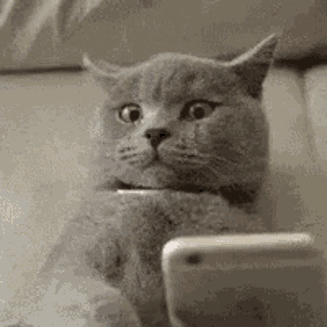 Cat Texting GIF