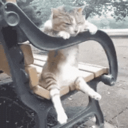 Cat Thinking GIF