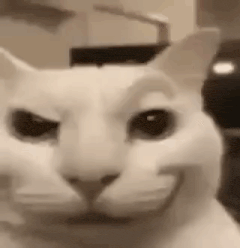 Cat Tongue GIF