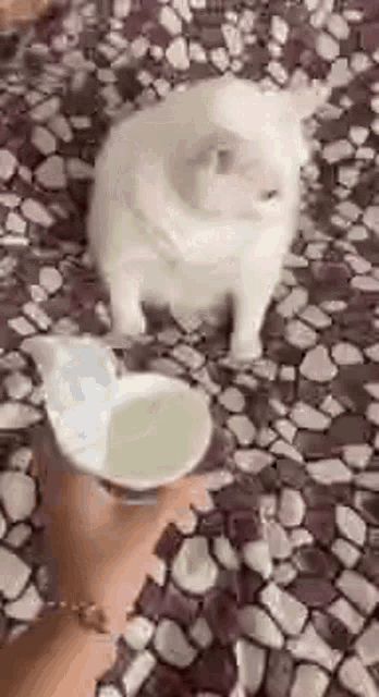 Cat Vomit Gif