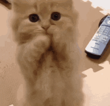 Cat Woof GIF