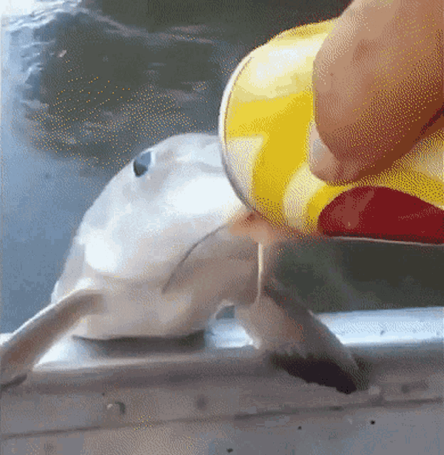 Catfish GIF