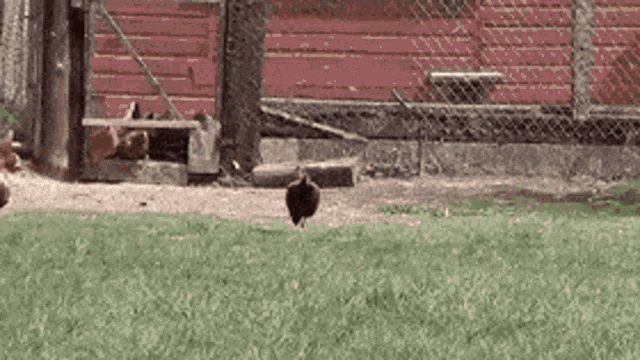 Chicken Running GIF
