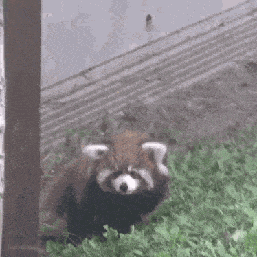 Chinese Panda GIF