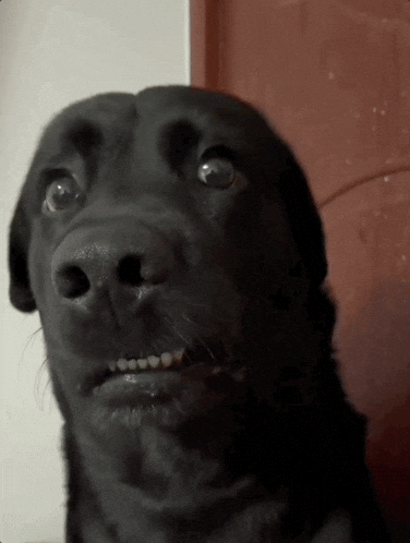 Confused Eyes GIF