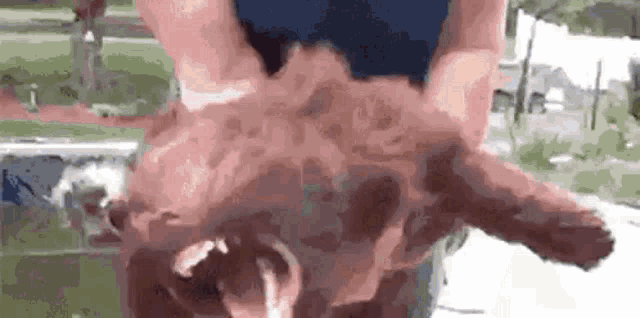 Correctcity Feral GIF