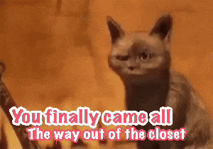 Cute Cat GIF