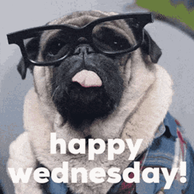 Cute Dog GIF