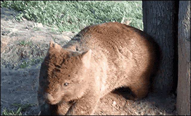 Cute Wombat GIF