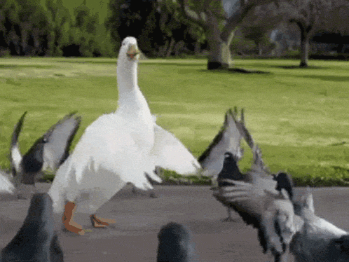 Dance Goose GIF