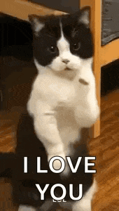 Dancing Cat GIF