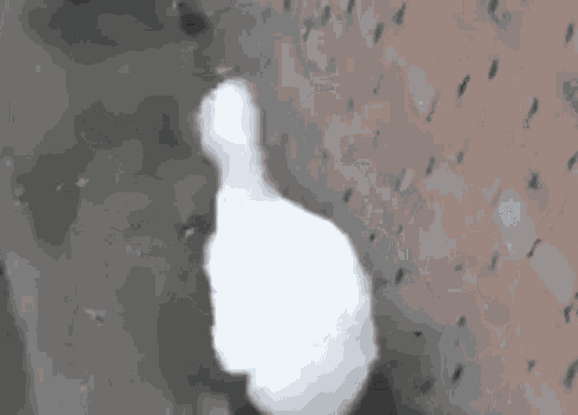 Dancing Duck GIF