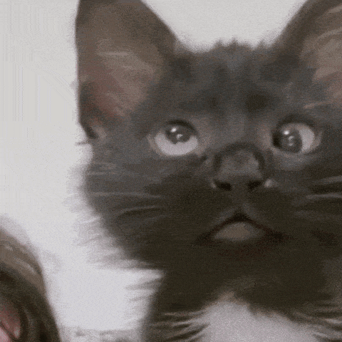 Deaf Cat Aagghh GIF