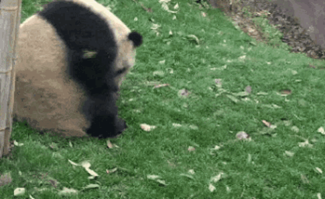 Do A Barrel Roll Gif