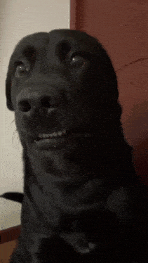 Dog Awkward GIF
