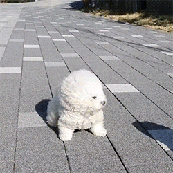 Dog Blow Puppy GIF