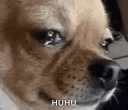 Dog Crying Meme Dog Cry GIF